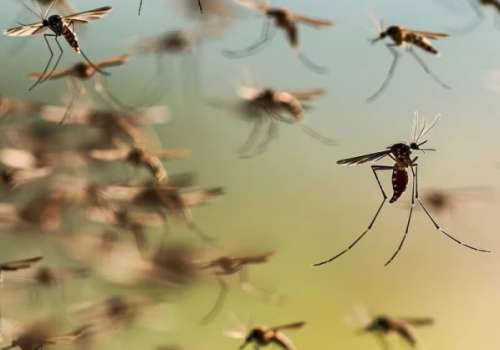 Recomendaciones del Ministerio de Salud Pública ante invasión de mosquitos